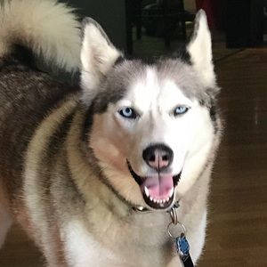 Meet your Posher, Dante